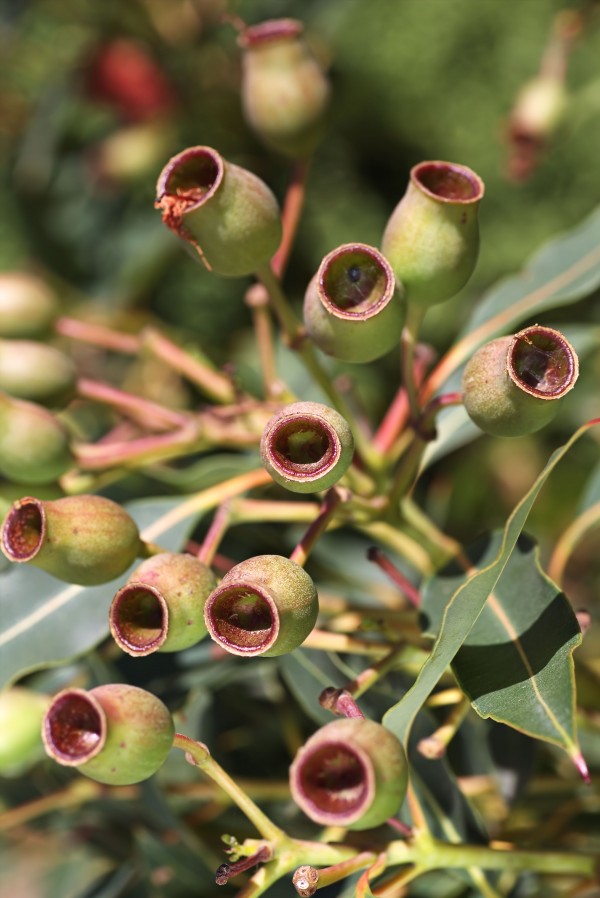 Gum Nuts On The Branch by Joy Watson